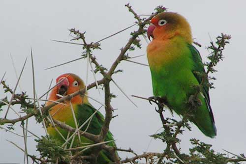 Tanzania Birding Safari