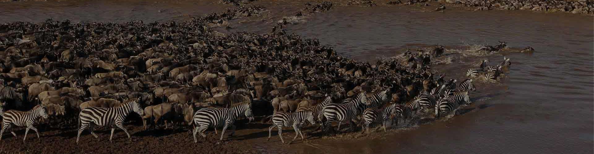 Great Wildebeest Migration Safari