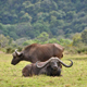 Arusha National Park