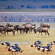 Lake Manyara National Park