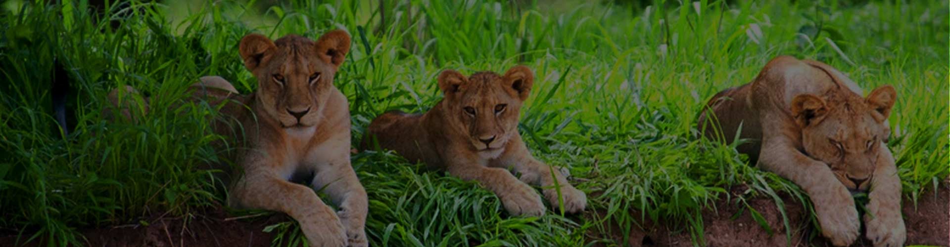 Ruaha National Park