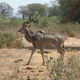 Ruaha National Park