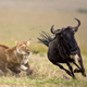 Serengeti National Park