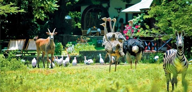 Mount Meru Game Lodge