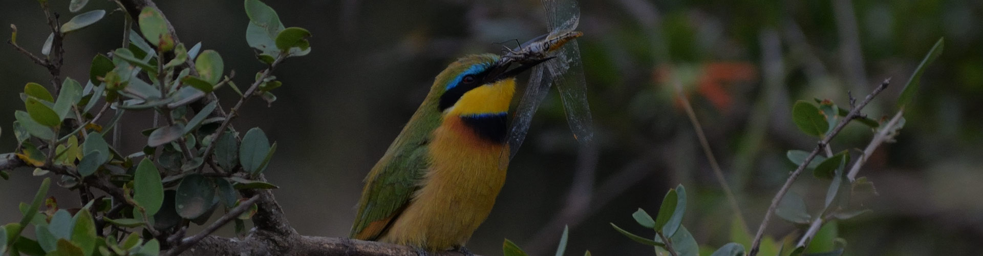 Tanzania Birding Safari